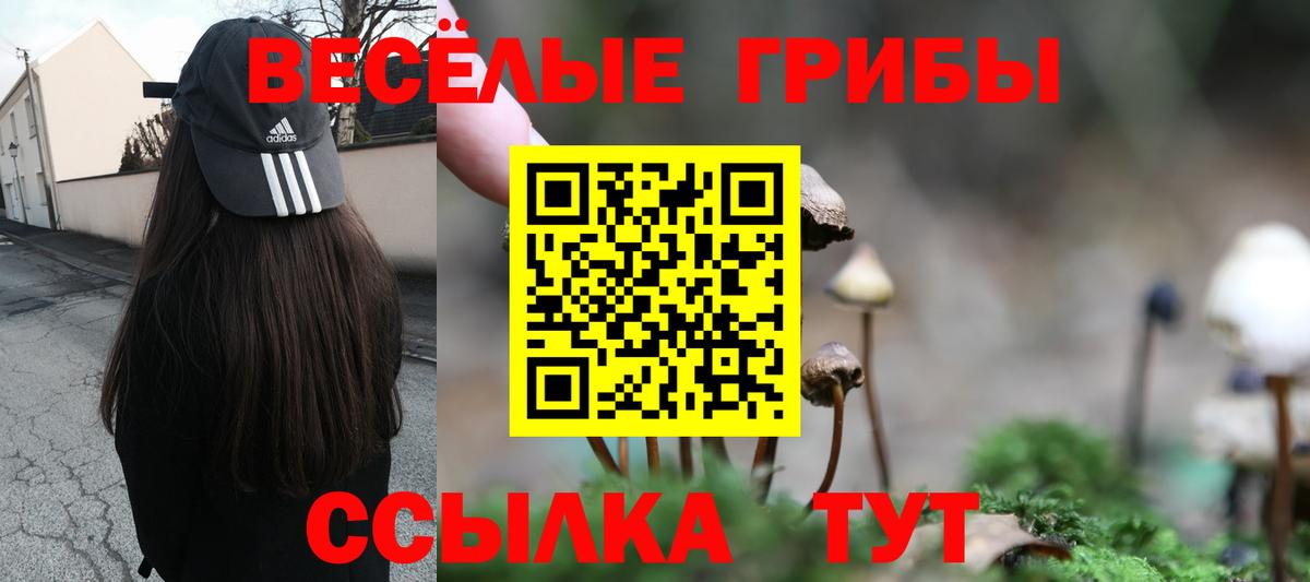 Кингисепп  Галлюциногенные грибы Cubensis  Вход с VPN 